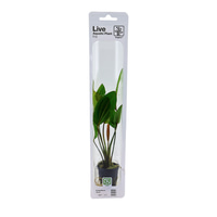 Tropica Aquariumpflanze Echinodorus 'Rosé'