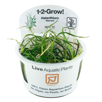 Tropica Aquariumpflanze Helanthium bolivianum 'Vesuvius'