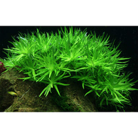 Tropica Aquariumpflanze Heteranthera zosterifolia