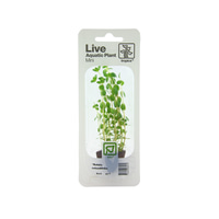 Tropica Aquariumpflanze Rotala rotundifolia