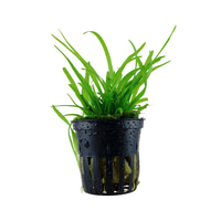 Tropica Aquariumpflanze Sagittaria subulata