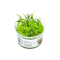 Tropica Sagittaria subulata Needle Leaf