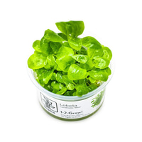 Tropica Bodenpflanze Lobelia cardinalis Mini