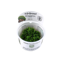 Tropica Moospflanze Monosolenium tenerum