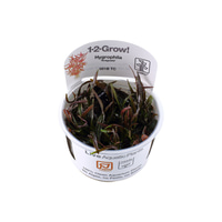 Tropica Stängelpflanze Hygrophila lancea Araguaia