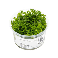 Tropica Stängelpflanze Limnophila aquatica
