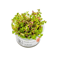 Tropica Rotala rotundifolia Blood Red