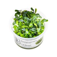 Tropica Zierpflanze Bucephalandra sp. Needle Leaf