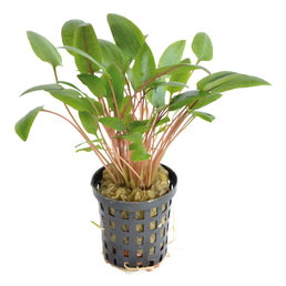 Aquafleur Cryptocoryne Wendtii Grün im 5 cm Topf