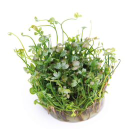 Dennerle Plants Marsilea hirsuta In-Vitro