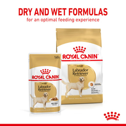 ROYAL CANIN Labrador Retriever Adult 3kg + Labrador Adult in Soße 10x140g