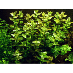 Tropica Aquariumpflanze Bacopa caroliniana