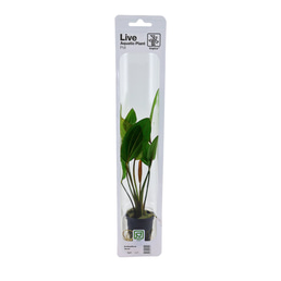 Tropica Aquariumpflanze Echinodorus 'Rosé'