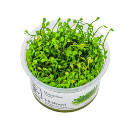 Tropica Bodendecker Marsilea minuta