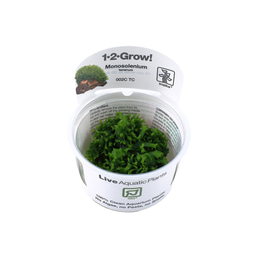 Tropica Moospflanze Monosolenium tenerum