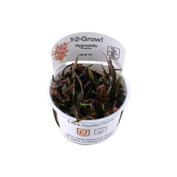Tropica Stängelpflanze Hygrophila lancea Araguaia