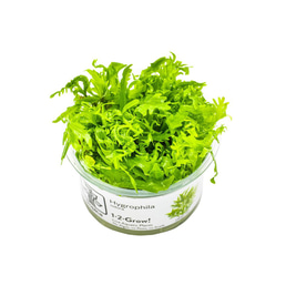 Tropica Stängelpflanze Hygrophila odora