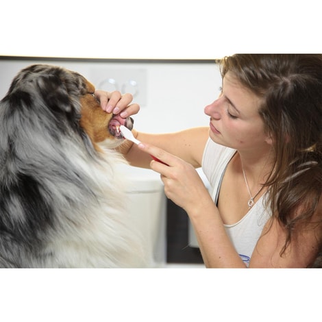 beaphar Zahnbürste für Hunde und Katzen