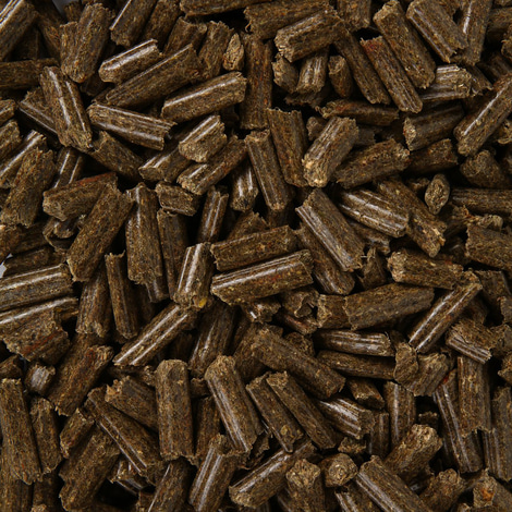 Bunny KaninchenTraum oral