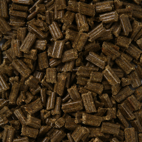 Bunny MeerschweinchenTraum Basic