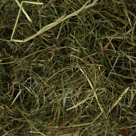 Bunny Allgäuer FrischGras Kleintierheu