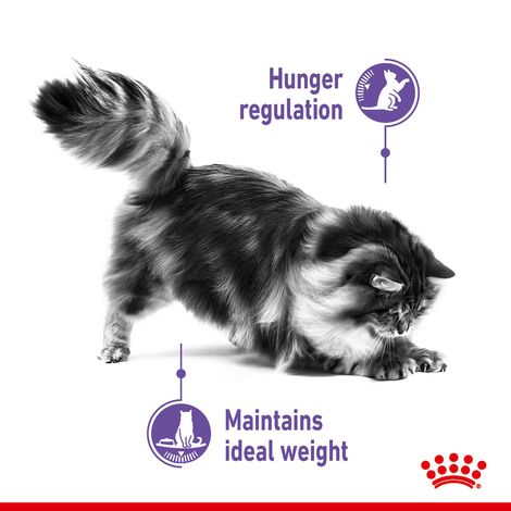 ROYAL CANIN APPETITE CONTROL CARE Nassfutter in Gelee für erwachsene Katzen