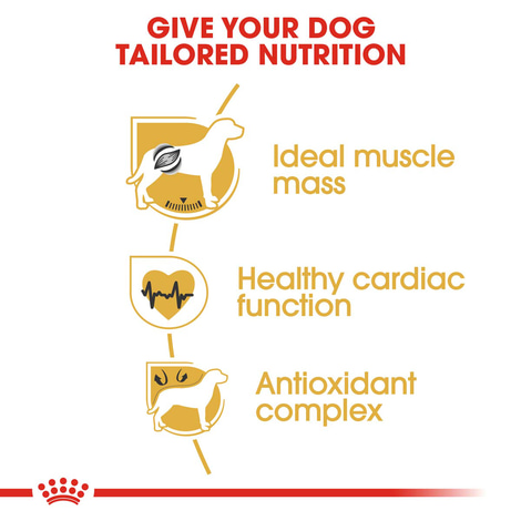 ROYAL CANIN Boxer Adult Hundefutter trocken