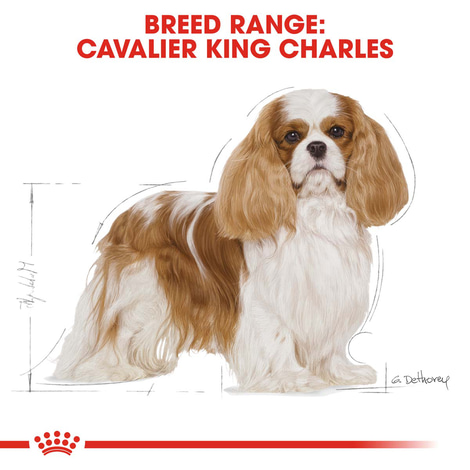 ROYAL CANIN Cavalier King Charles Adult Hundefutter trocken