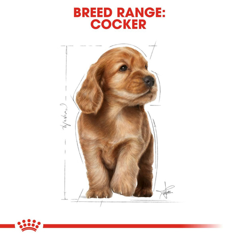 ROYAL CANIN Cocker Puppy Welpenfutter trocken