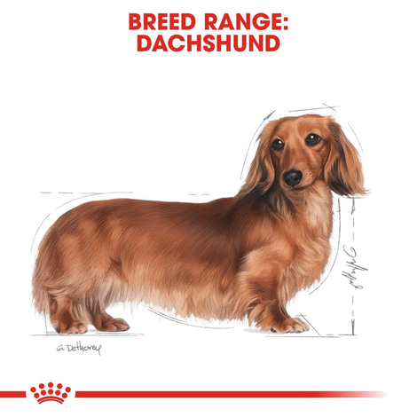 ROYAL CANIN Dachshund Adult Hundefutter trocken für Dackel