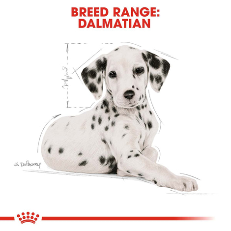 ROYAL CANIN Dalmatian Puppy Welpenfutter für Dalmatiner
