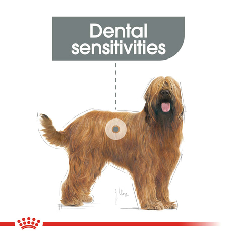 ROYAL CANIN DENTAL CARE MAXI Trockenfutter für große Hunde mit empfindlichen Zähnen
