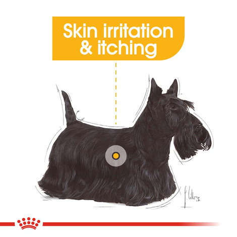 ROYAL CANIN DERMACOMFORT MINI Trockenfutter für kleine Hunde mit empfindlicher Haut
