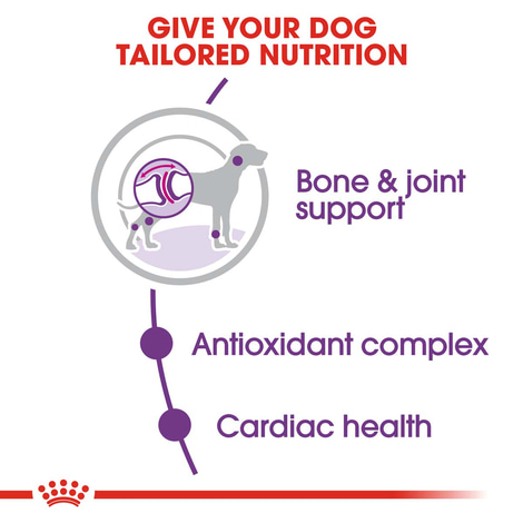 ROYAL CANIN GIANT Adult Trockenfutter für sehr große Hunde