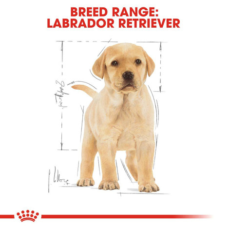 ROYAL CANIN Labrador Retriever Puppy Welpenfutter trocken