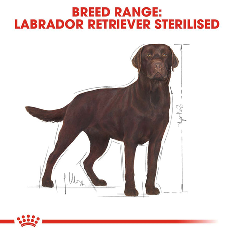 ROYAL CANIN Labrador Retriever Adult Sterilised Trockenfutter für kastrierte Hunde