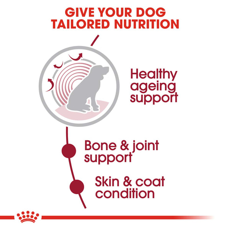 ROYAL CANIN MEDIUM AGEING 10+ Nassfutter für ältere mittelgroße Hunde