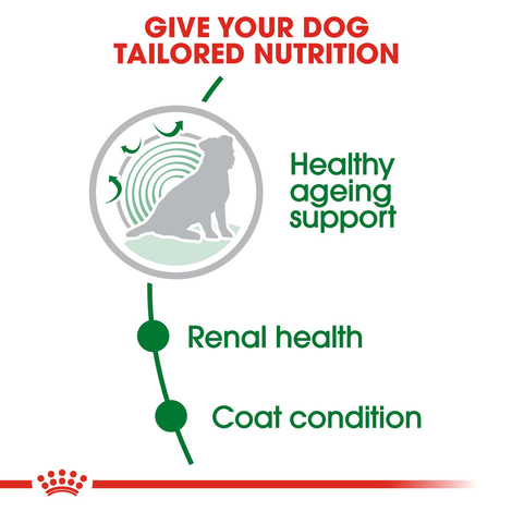 ROYAL CANIN MINI Ageing 12+ Trockenfutter für ältere kleine Hunde