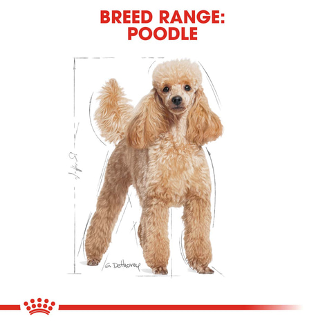 ROYAL CANIN Poodle Adult Hundefutter trocken für Pudel