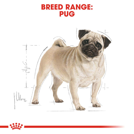 ROYAL CANIN Pug Adult Hundefutter trocken für Mops
