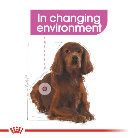 ROYAL CANIN RELAX CARE MEDIUM Trockenfutter für mittelgroße Hunde in unruhigem Umfeld
