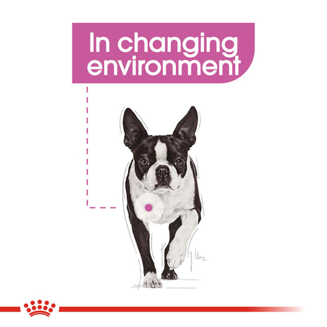 ROYAL CANIN RELAX CARE MINI Trockenfutter für kleine Hunde in unruhigem Umfeld