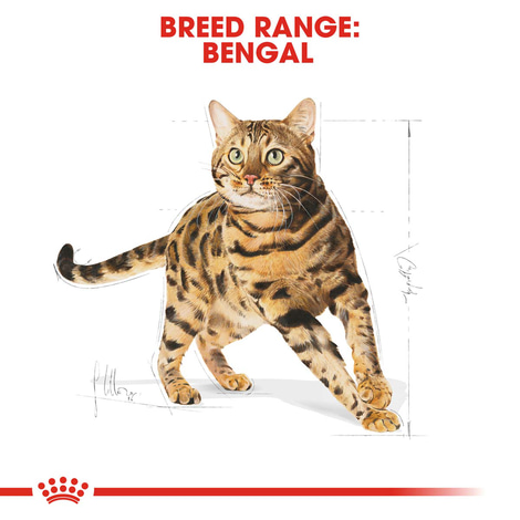 ROYAL CANIN Bengal Adult Katzenfutter trocken