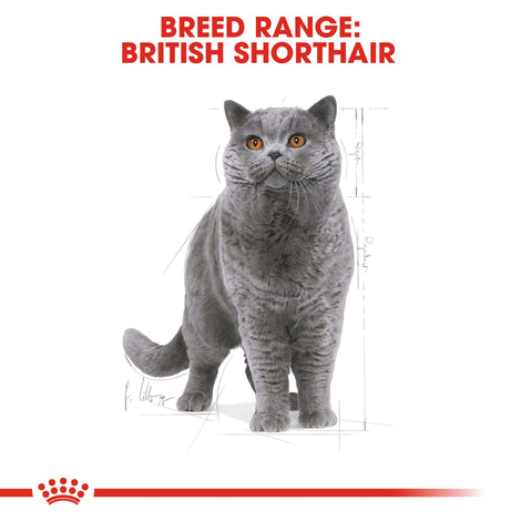 ROYAL CANIN British Shorthair Katzenfutter trocken für Britisch Kurzhaar