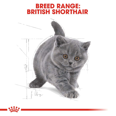 ROYAL CANIN KITTEN British Shorthair 2kg + Kitten in Soße 12x85g