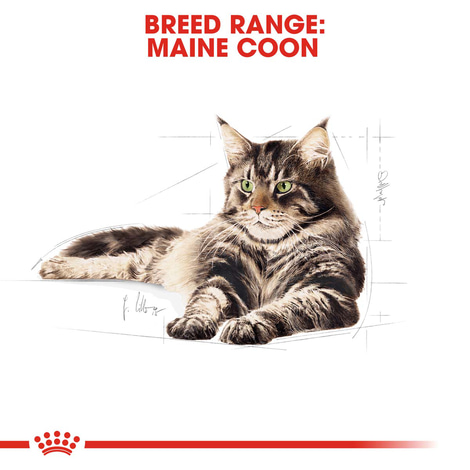 ROYAL CANIN ADULT Maine Coon 10kg + Nassfutter in Soße 48x85g