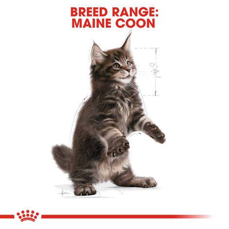 ROYAL CANIN KITTEN Maine Coon 4kg + Kitten in Soße 12x85g