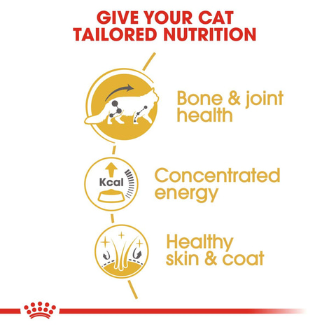 ROYAL CANIN Maine Coon Adult Katzenfutter nass
