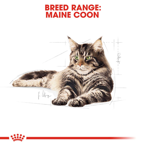 ROYAL CANIN Maine Coon Adult Katzenfutter nass