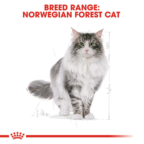 ROYAL CANIN Norwegian Forest Cat Adult Trockenfutter für Norwegische Waldkatzen